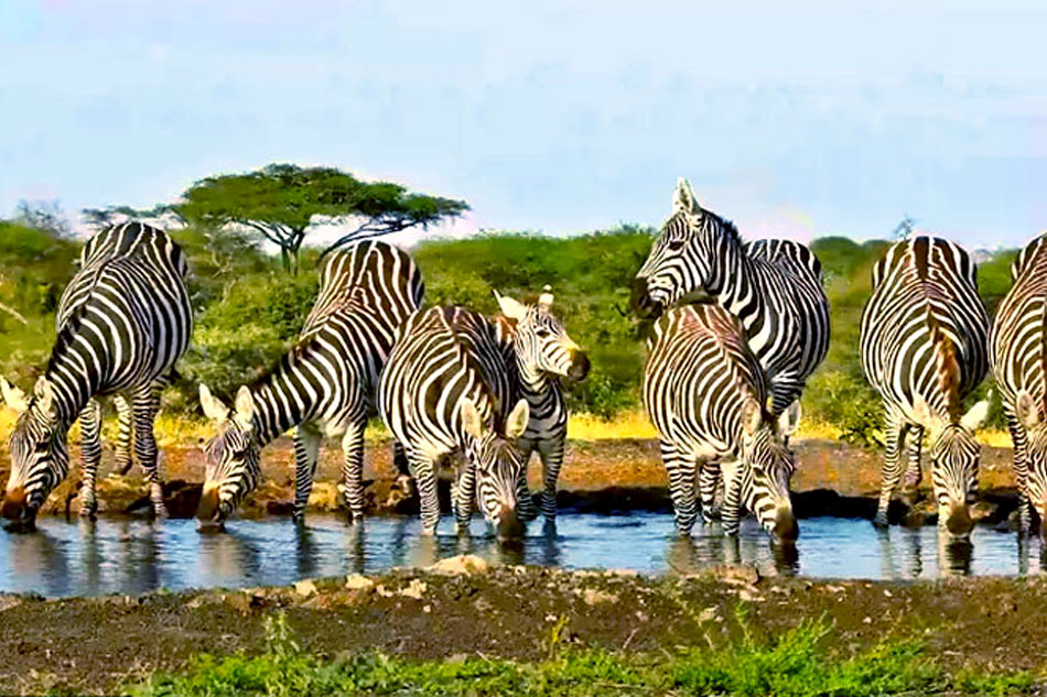 zebras in kenya