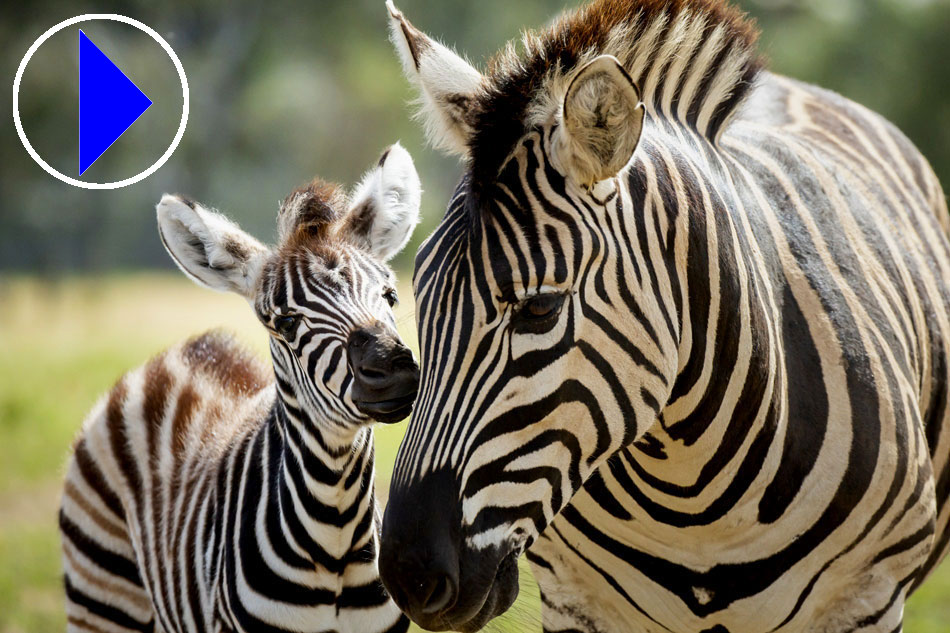 zebras